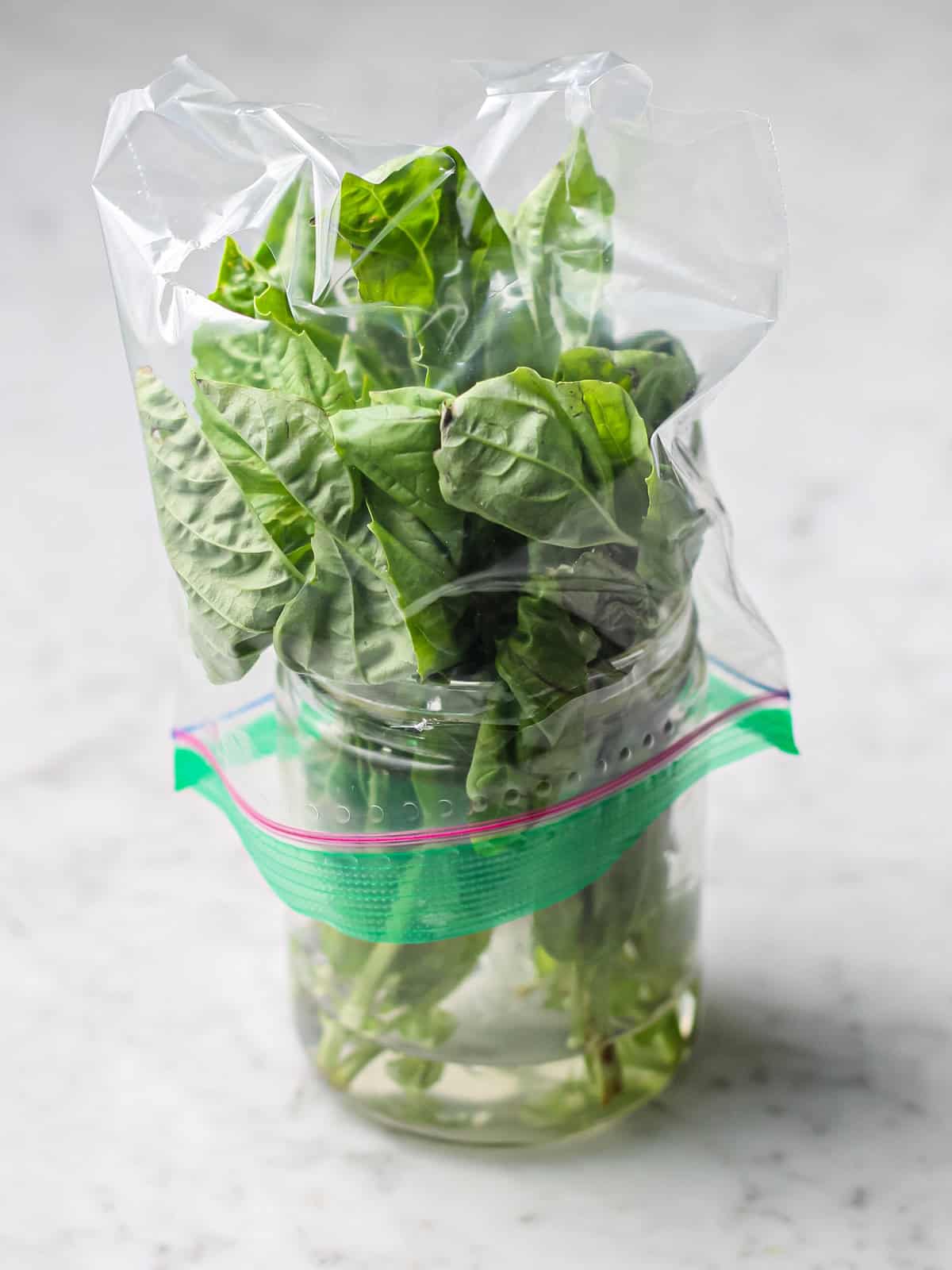 Fresh basil stored in a jar with water at the bottom, covered with a plastic bag that's ventilated.