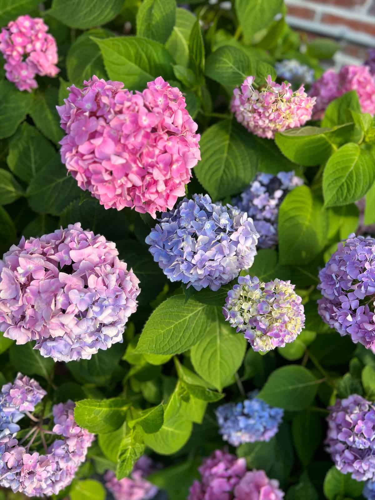 Pink, blue, and purple hydrangeas in bloom in outdoor yard.