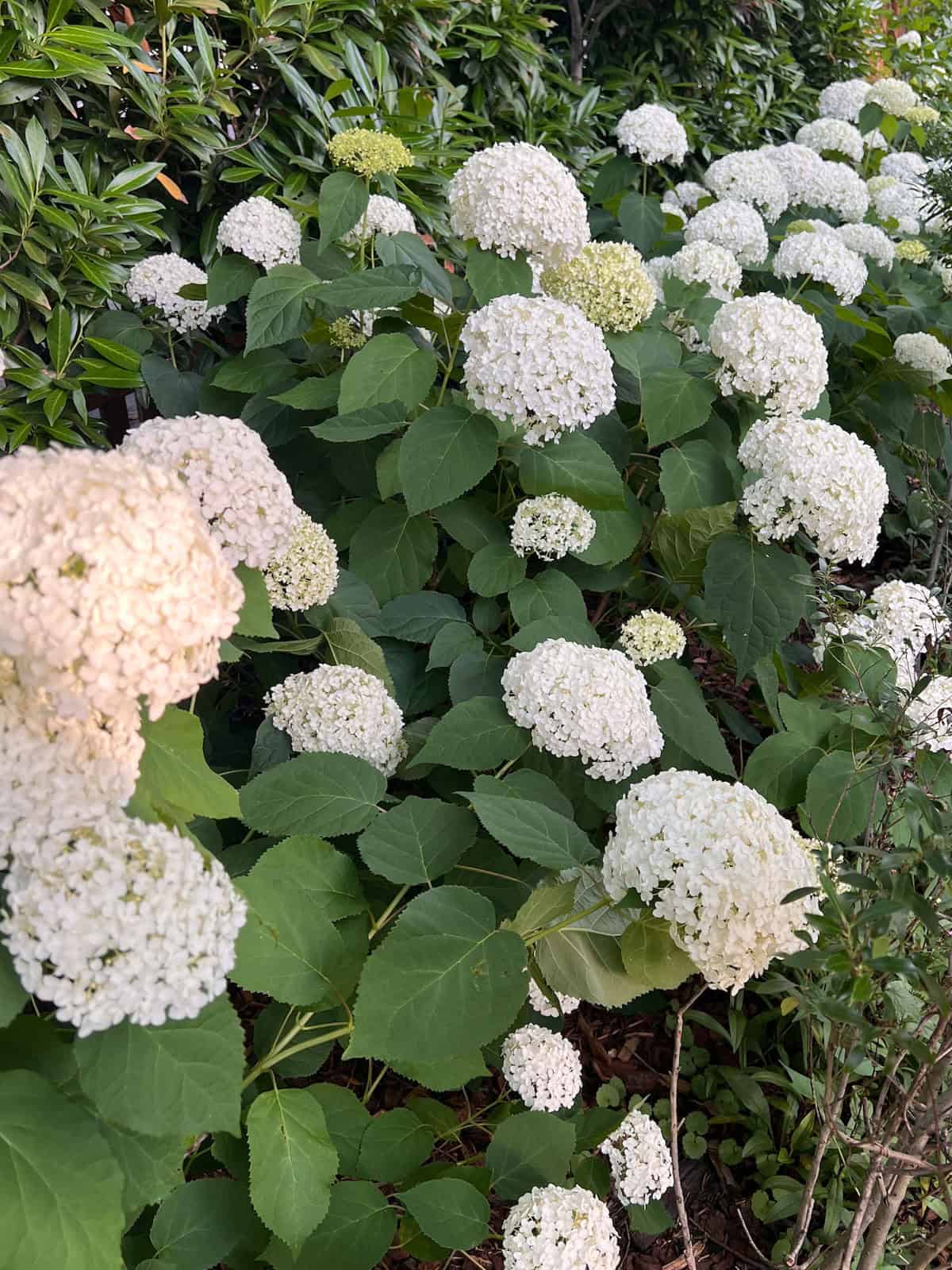 White hydrangeas in bloom in outdoor yard.